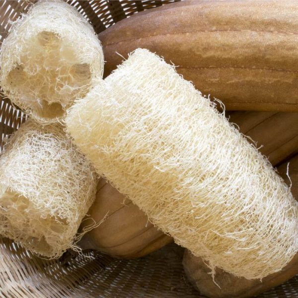 Grow Your Own Loofah Sponge Free with Every Order