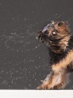 Keep your home fresh & clean with pets