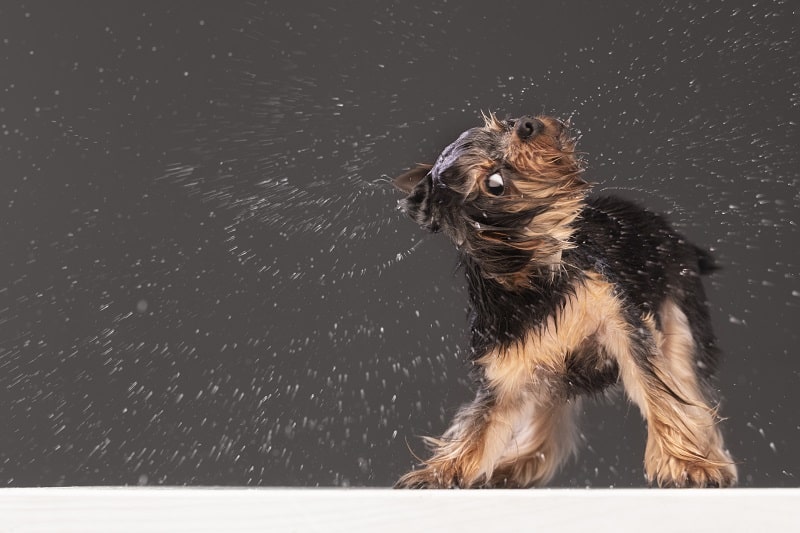 messy dog spraying water pet