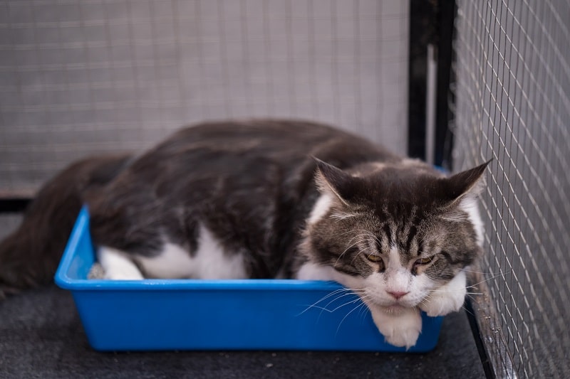 cat sitting in litter tray pet